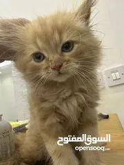  24 شيرازي انثى العمر3 ش تطعيم وجواز  Shirazi female, 3 months old, has a passport and all vaccinations