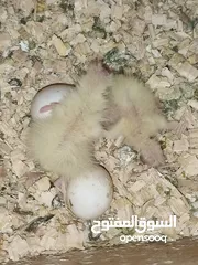  12 فراخ كوكتيل عمر اقل من شهرين وفراخ زق يدوي