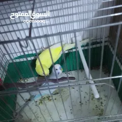  7 التواصل عبر واتس اب ببغاء كوكتيل  حجم كبير وعصافير حب مفتل و البينو وعادي عادي احجام كبيره