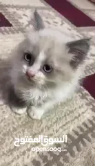  2 حيوانات لبيع