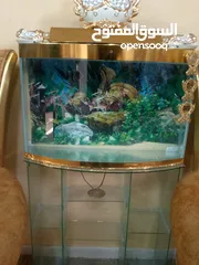  1 حوض للسمك الزينه