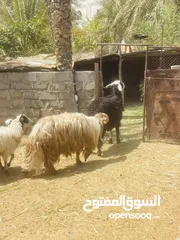  5 كبش عماني للبيع