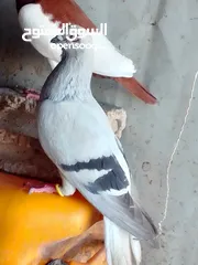  1 نوري بواز يهودي سلافر