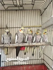  6 فراخ كوكتيل عمر اقل من شهرين وفراخ زق يدوي