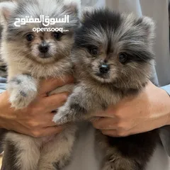  1 FEMALE TEACUP POMERANIAN بومرينين تيكب