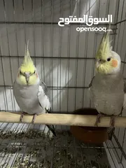  4 2 young home breed cockatiels for sale
