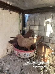  1 جواز للبيع سعر طري