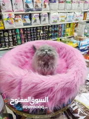  3 قطه سكوتش فولد العمر 60 يوم صحه ونظافه