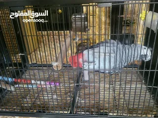  10 ببغاء كاسكو أليف متكلم بطلاقة