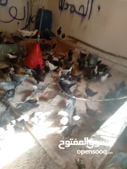  3 فراخ بلدي عمر شهرين واسبوع مطعمات جميع التطعيمات صحه ونظافة وحجم