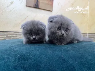  1 Scotts Fold, 2 months old