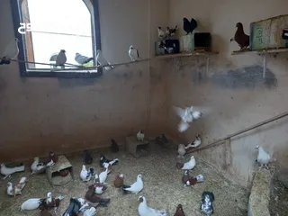  2 حمام هزاز للبيع