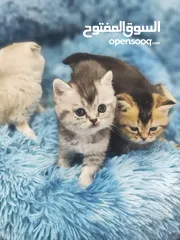  1 انثى سكوتش ستريت ، سلفر شدد بسعر ولا بأحلام