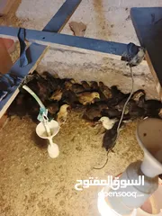  3 صوص بلدي للبيع