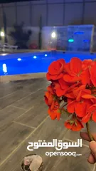  9 مزارع وشاليهات مسابح مدفيه فاخرة للايجار