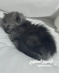  3 قطط شيرازي Persian cats