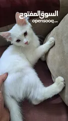  2 قطه  شيرازي للبيع صحته ممتازه  ذكر