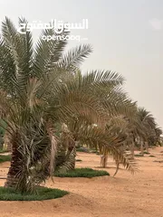  19 مزرعه جاهزة للبيع السعر نهائي