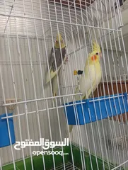  7 زوجين كوكتيل ماكنات انتاج تبارك الله صحه ونظافه وجمال مع اقفاصهم واكواخهم وتحتهم بيض