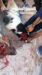  2 كل عام وانتم بخير لحام متنقل لذبح جميع انواع الأضاحي_ونذور للتواصل