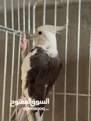  3 جوز كوكتيل للبيع قابل للبدل ع فحوله كنار اقراء التفاصيل