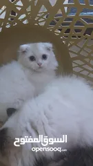  6 قطط مكس سكوتش فولد جولد وهيملايا شوكلت