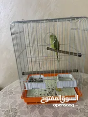  3 بغباء دره بصلاه على النبي عليه السلام