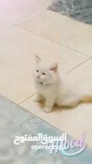  1 ذكرقط هملايا اورنج عمر شهر ونص كامل اغراضو البيع بسبب سفر