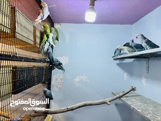  9 جواز درة شغالة للانتاج طفرات جميلة جداً