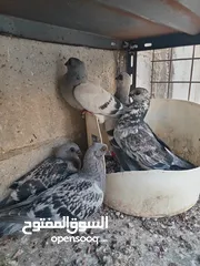  6 جواز الكوم عل 13 اجوز القطع كل اشي بسعرو