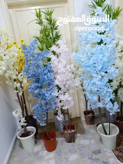  12 أشجار لوزيات أغصان طبيعي
