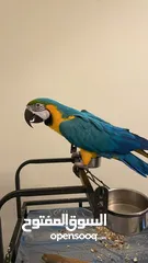  4 macaw  3 years old