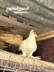  20 جواز بلونيات وجواز يهوديات