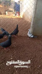  13 حمام للبيع