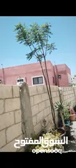  1 شجرتين شماسي طول 3 متر الثنتين 20 دينار