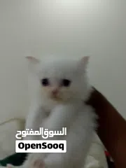  7 beautiful kitten 2 month old for sale