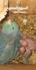  1 Parrotlet parents with. 4 chiks.. with cage mini love bird's pair with 4. chiks