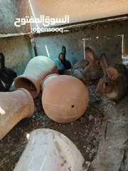  1 ارانب للبيع