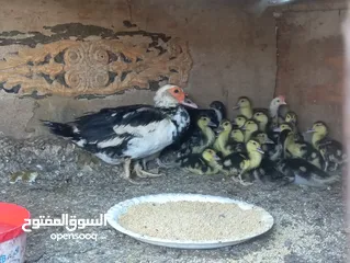  14 طيور للبيع بغرض نقل مكان السكن
