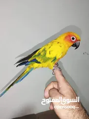  4 اجمل تشكيلة ببغاوات اليفه ومتكلمه