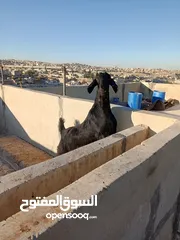  14 سخلتين شاميات ثنايا