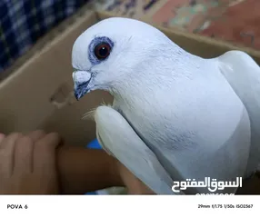  1 حمام للبيع بسعر مناسب قابل للتفاوض في عمان أو اربد للي حاب يتواصل معي وما بقصر نوع شفر