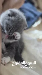  3 Scottish fold female kitten  3 month old