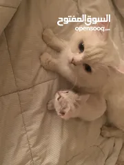  1 Cat for adoptionقطه للتبني