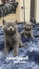  1 Two British shorthair kittens male and female for sale.