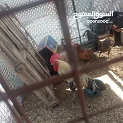  4 جاج بلدي مقنوة