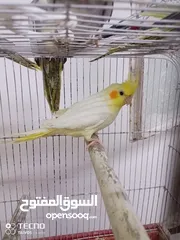  2 جواز كنار جوز دره اليفات كوكتيل اليف ذكور كنار جوز فيشر تحتو بيض