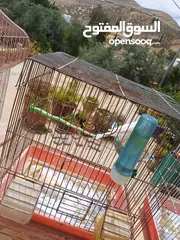  25 عصافير كنار للبيع جواز جاهزه في  اشي مع بيض واشي مش مع بيض وفي فراخ صغار جواز