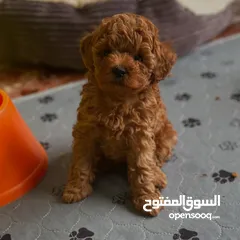  1 جراء بودل مستويات عالية جدا جدا جدا اهالي استيراد خارجي مستويات خرافية تسليم في أي عياده بيطرية