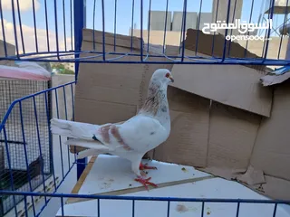  8 حمام بلدي وانواع اخره   بحاله ممتازة شغالات 14جوز وهاي بعض الصور